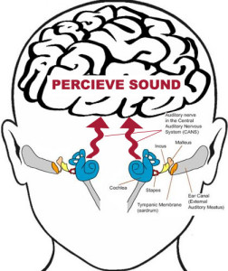 cognitive auditory processing